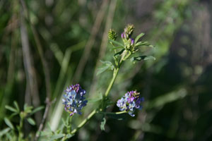 Alfalfa flowers.