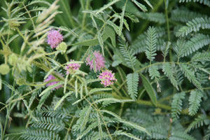 Cat's Claw Sensitive Briar