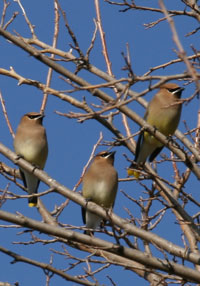 Cedar Waxwings