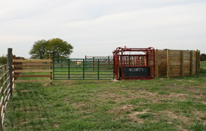 Concrete in tire tank waterer.
