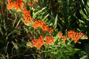 Butterfly milkweed