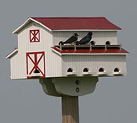 Purple Martins make themselves at home.