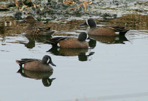 Blue-winged Teals.