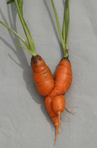 Carrot love.