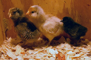 Baby chicks.
