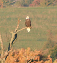 Bald eagle.