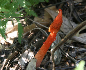 Stinkhorn fungus.