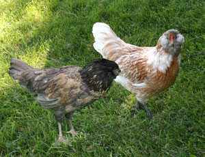 Hershey and Jellybean.