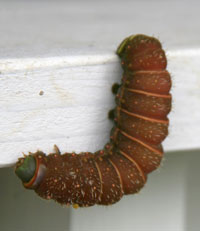 Luna moth caterpillar.