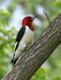 Red-headed Woodpecker.