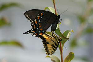 Swallowtail butterflies mating.