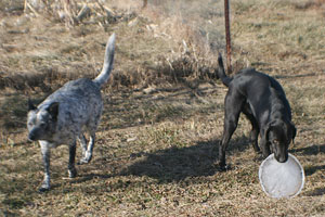 Buster & Sammy with ice
