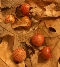 oak galls