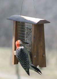 suet feeder