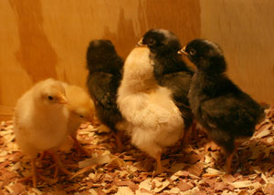 chick-week one
