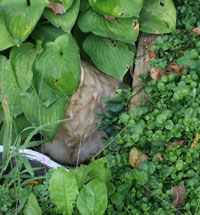 chicken in hosta