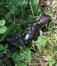salamander