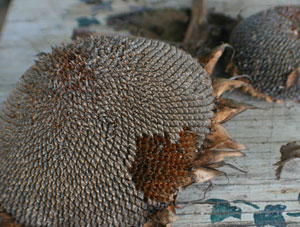 sunflower heads