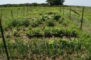 vegetable garden