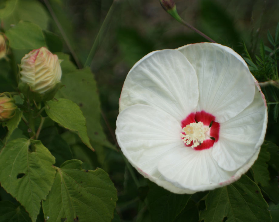 White Hibiscus