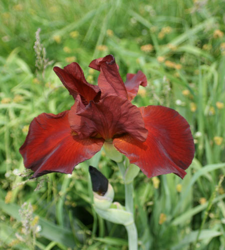 Burgundy iris