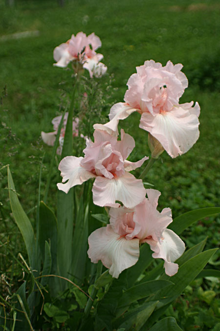 peach iris