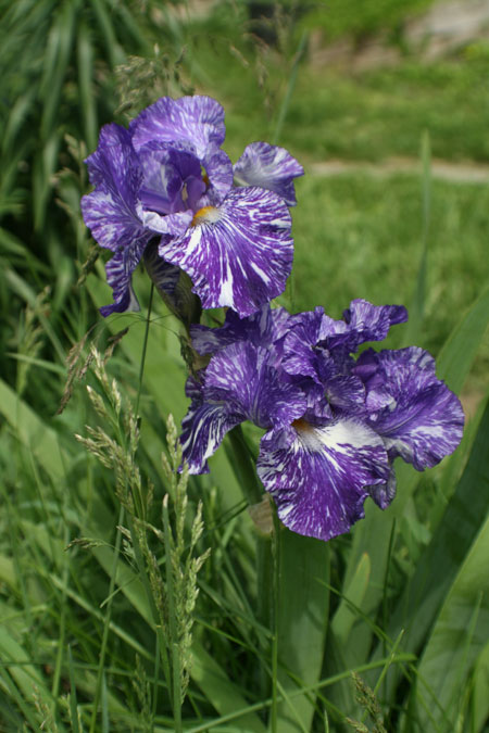 purple and white iris