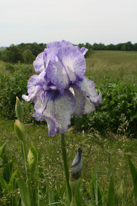 purple and white  iris