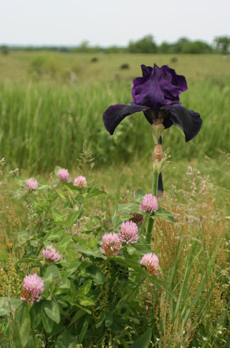 purple iris with clover