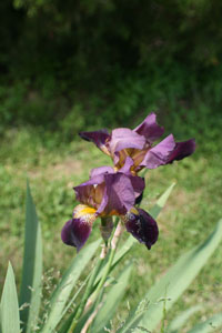 beautiful iris