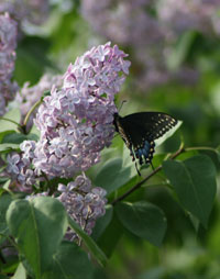 Lilac in bloom