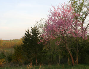 Redbud view