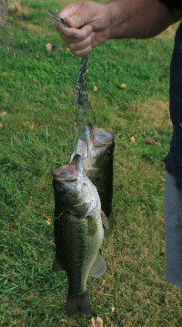 large-mouthed bass