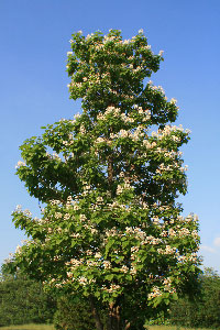 Spring blooming catalpa tree