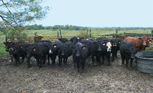 Fall steers in pen