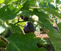 eggplants