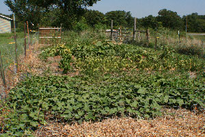 Summer vegetable garden