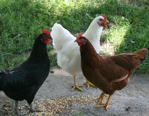 3 spring chickens