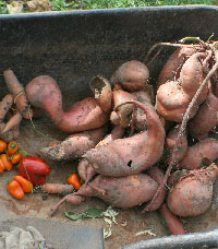 Sweet potatoes
