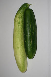 Two cucumbers.