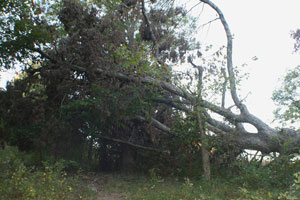 Fallen Oak