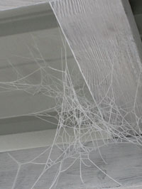 frosty spider webs