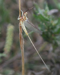 Mayfly.