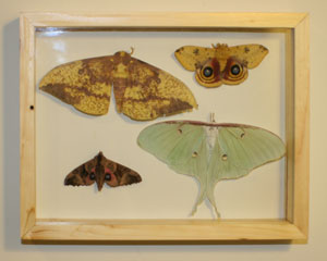 Framed moths.