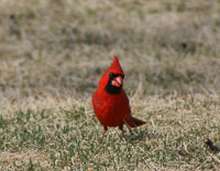cardinal