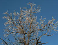 icy tree