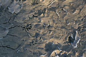 racoon prints