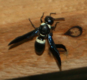 bald-faced hornet