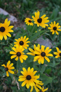 Black-eyed Susan