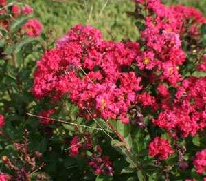 crape myrtle